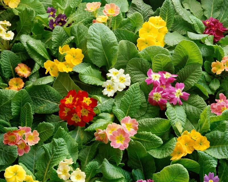 Colorful Primrose Flowers — Green, Vibrant, Spring