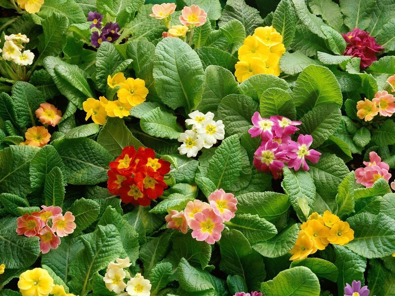 Colorful Primrose Flowers — Green, Vibrant