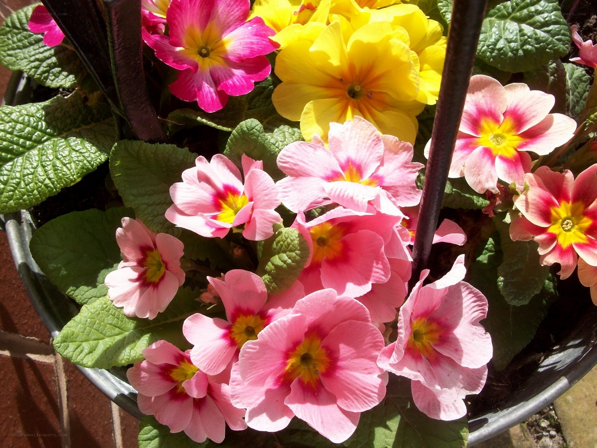 Colorful primrose flowers in a pot