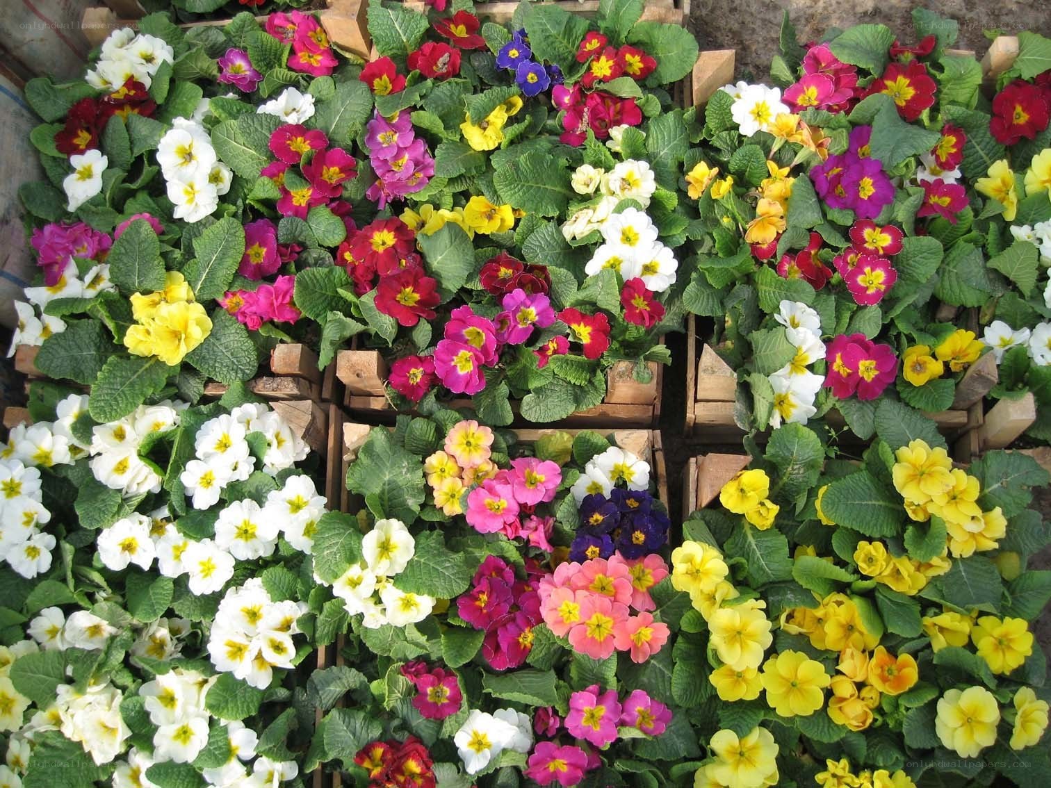 Colorful primrose flowers in pots