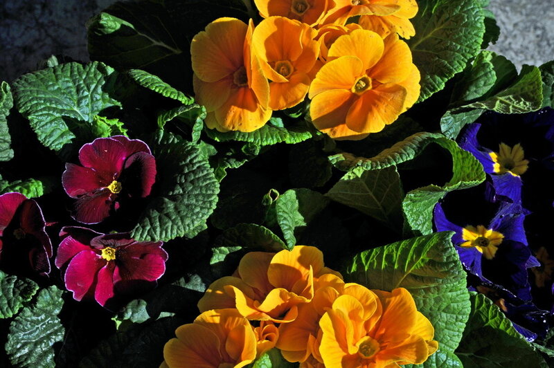 Colorful Primrose Flowers — Orange