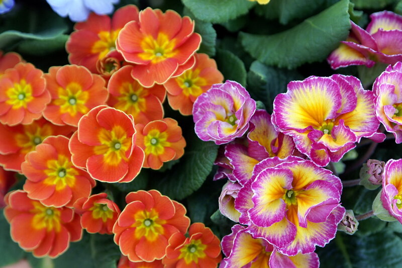 Colorful Primrose Flowers — Orange, Vibrant, Spring