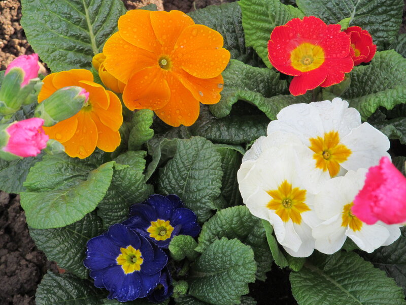 Colorful Primrose Flowers — Orange, Vibrant