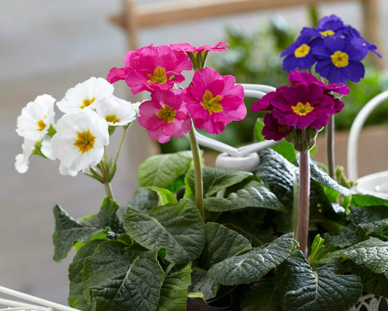 Colorful Primrose Flowers — Pink, Calm
