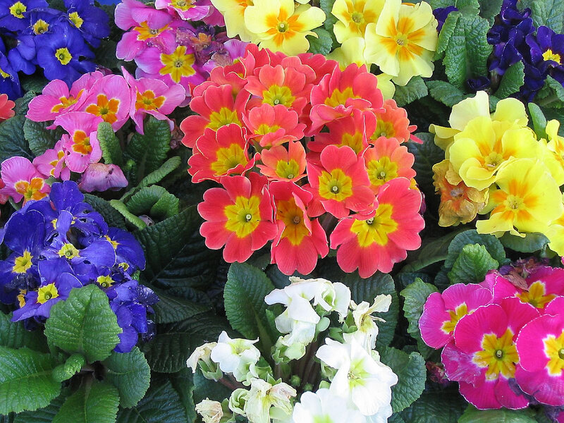Colorful Primrose Flowers — Pink