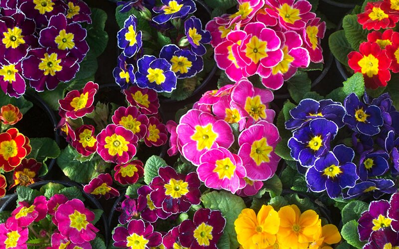 Colorful Primrose Flowers — Pink, Vibrant, Spring