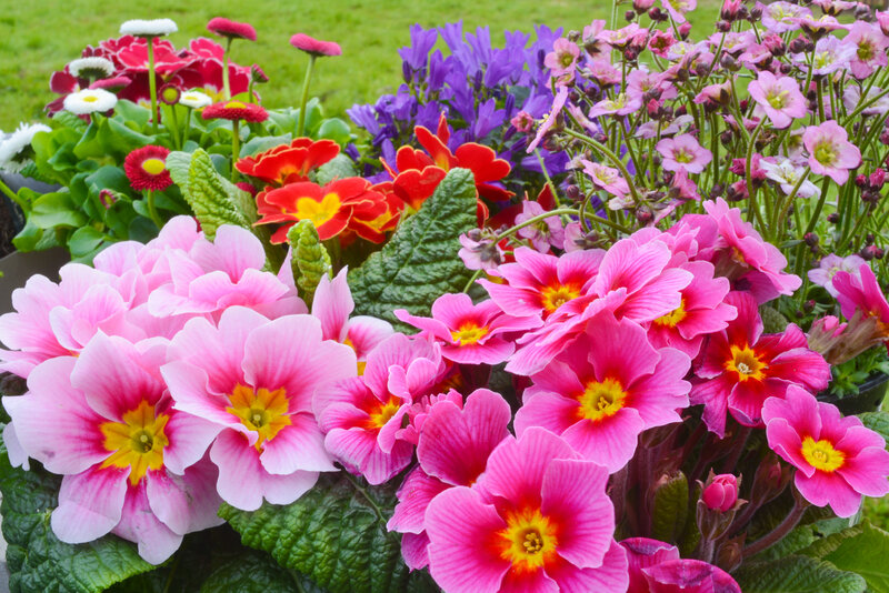 Colorful Primrose Flowers — Pink, Vibrant