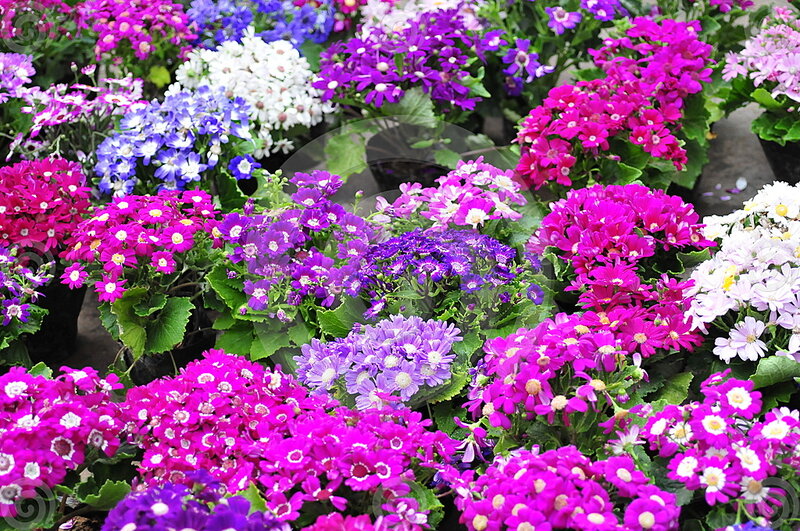 Colorful Primrose Flowers — Purple