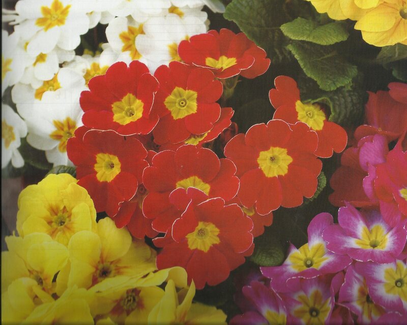 Colorful Primrose Flowers — Red