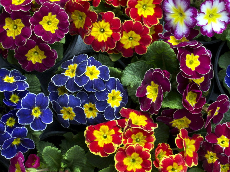 Colorful Primrose Flowers — Red, Vibrant