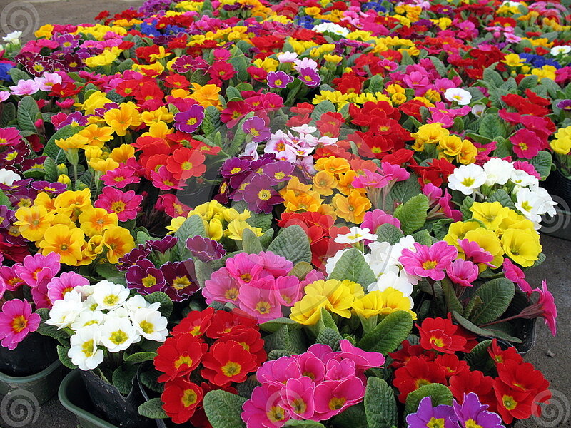 Colorful Primrose Flowers — Yellow