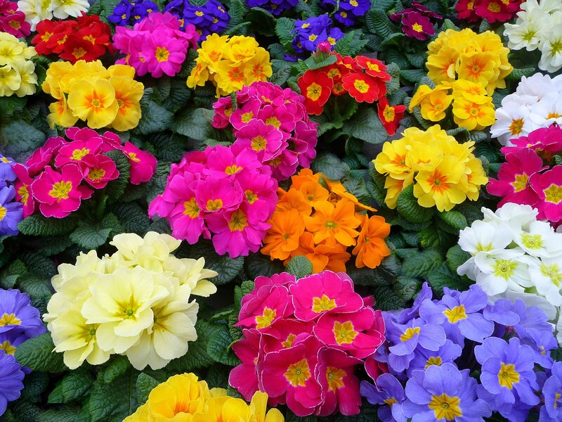 Colorful Primrose Flowers — Yellow, Vibrant, Spring, Photograph, Leaves