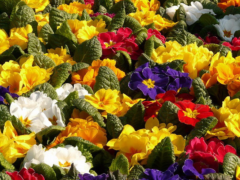 Colorful Primrose Flowers — Yellow, Vibrant, Spring