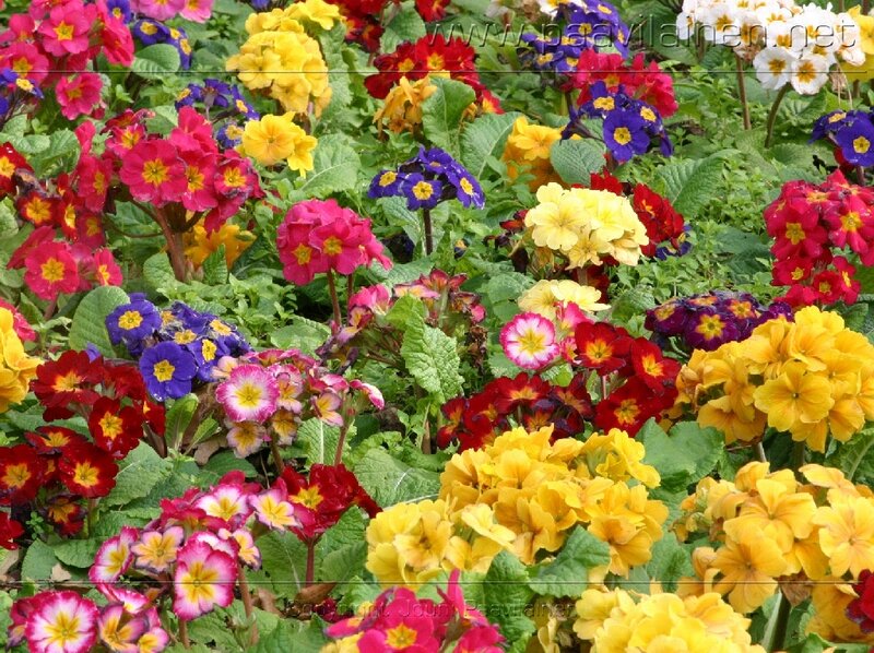 Colorful Primrose Flowers — Yellow, Vibrant