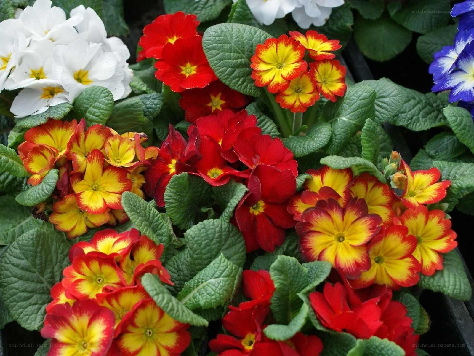 Colorful primrose flowers