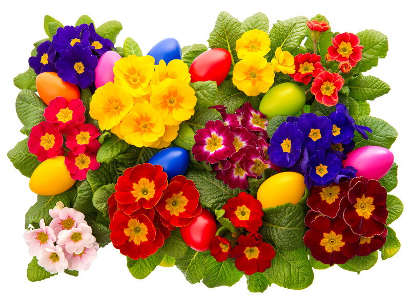 Colorful Primroses and Eggs