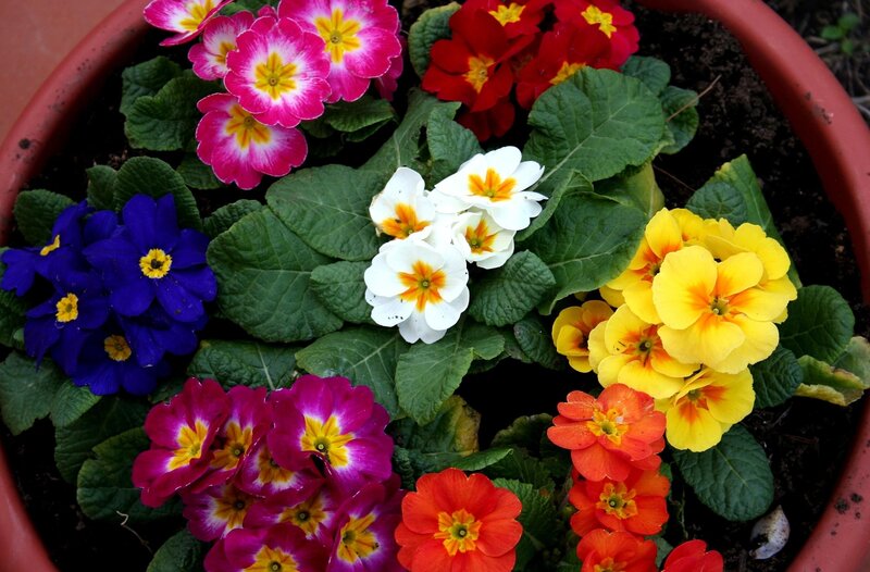 Colorful Primroses in Pot