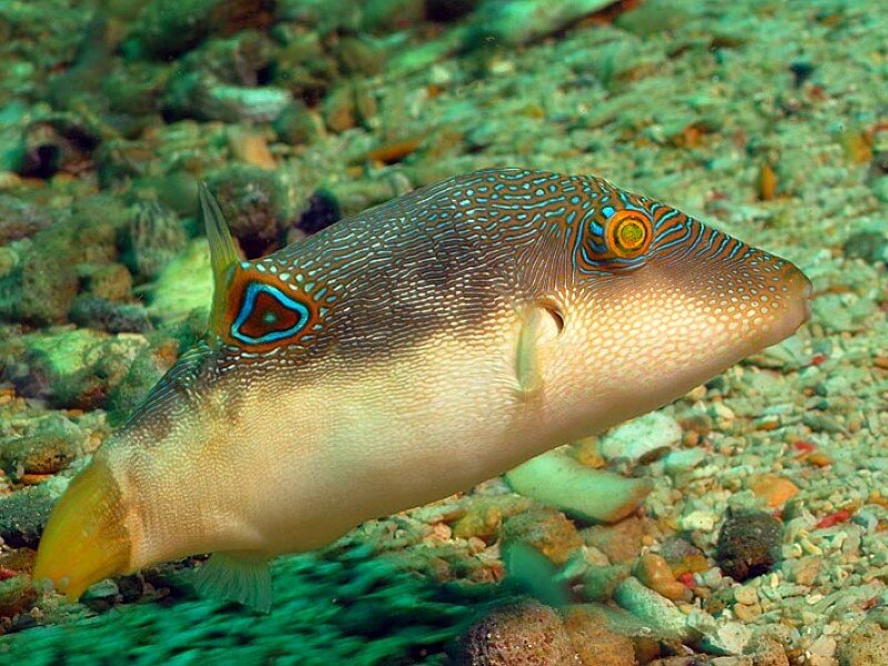 colorful puffer fish