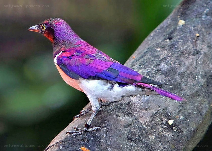 colorful purple bird on branch
