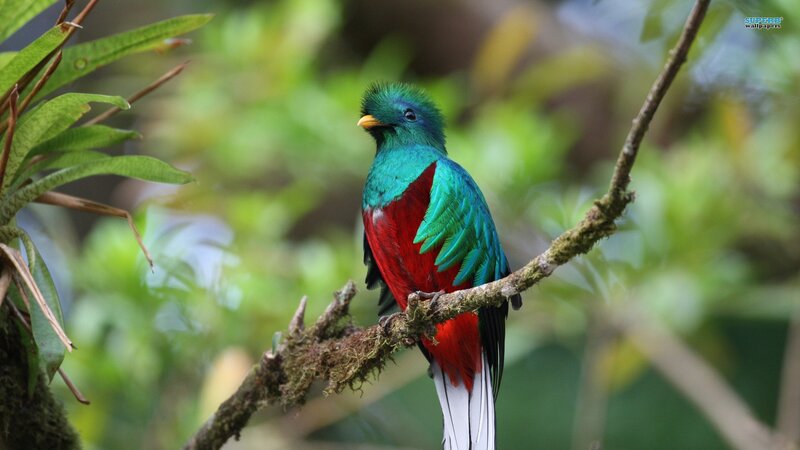 colorful quetzal bird