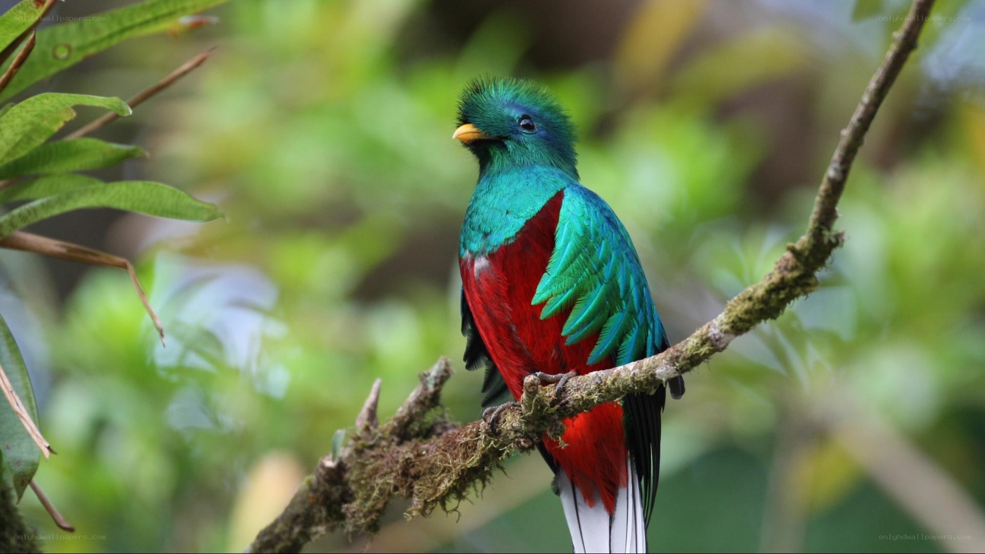 colorful quetzal bird