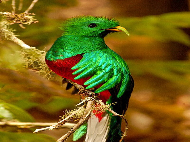 Colorful quetzal bird