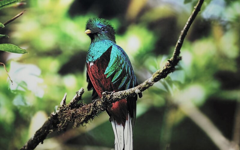 Colorful quetzal bird on branch