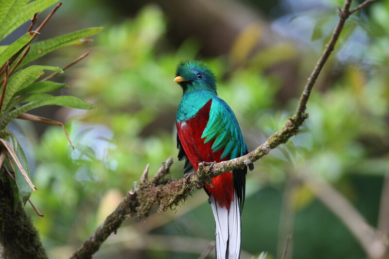 colorful quetzal bird