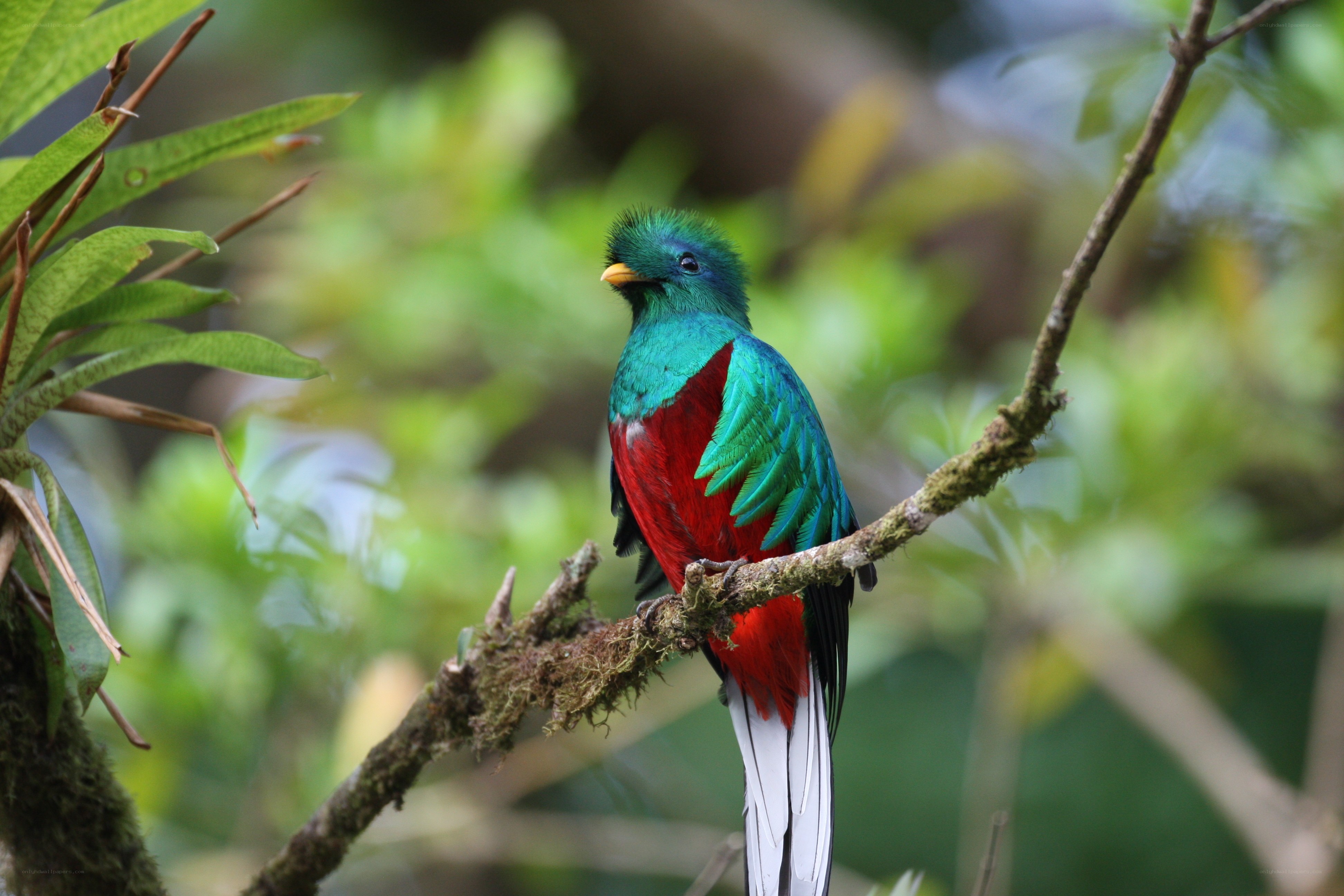 colorful quetzal bird