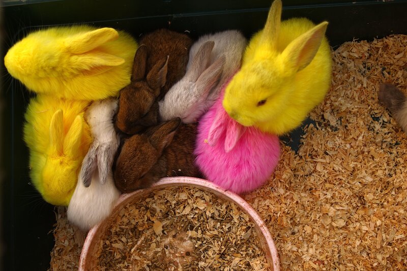Colorful Rabbits in Enclosure