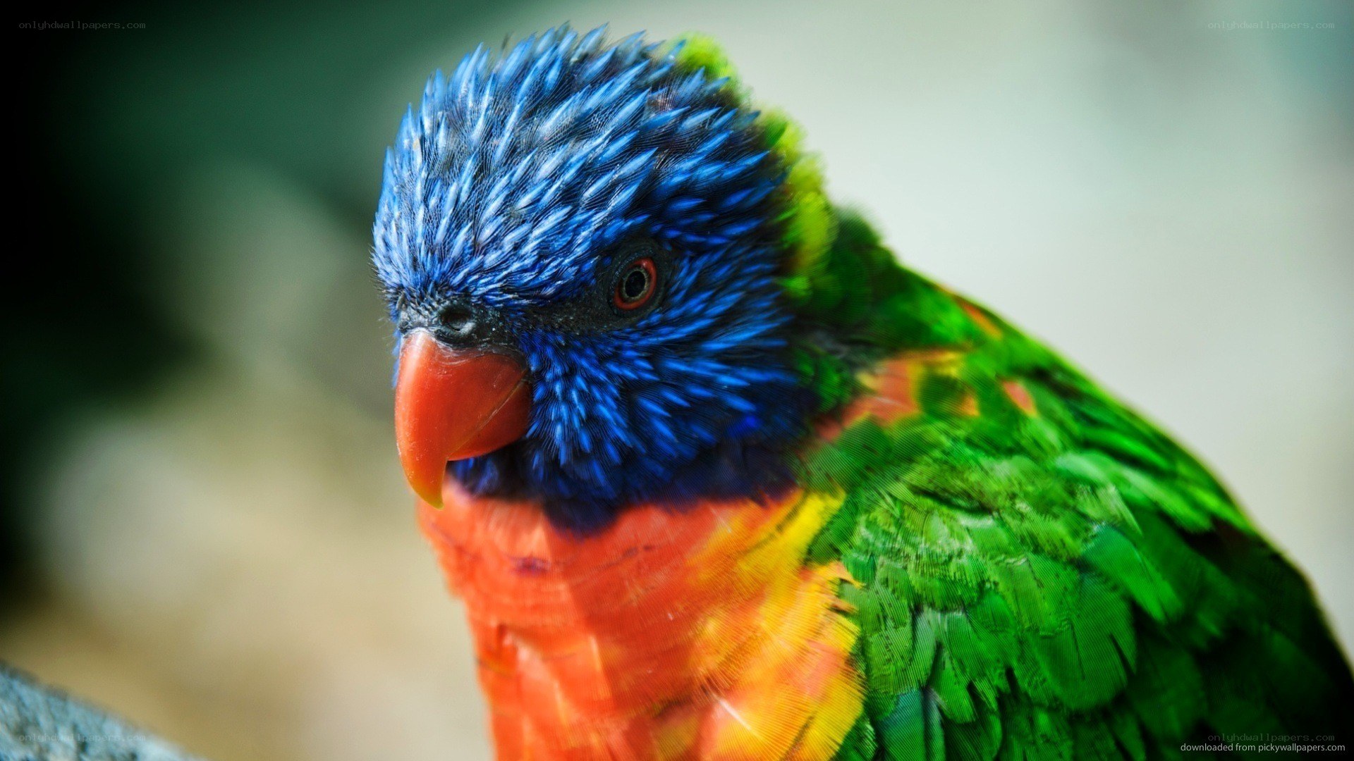 colorful rainbow lorikeet