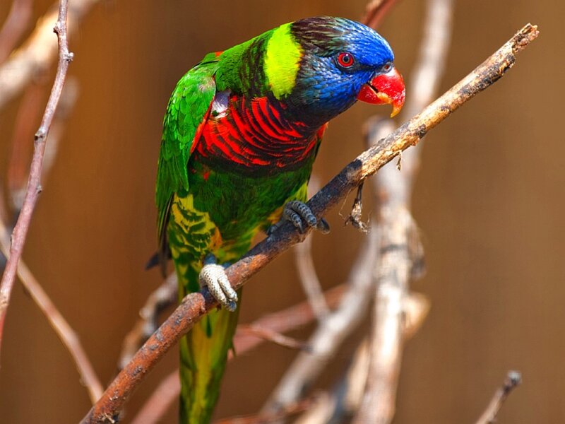 colorful rainbow lorikeet