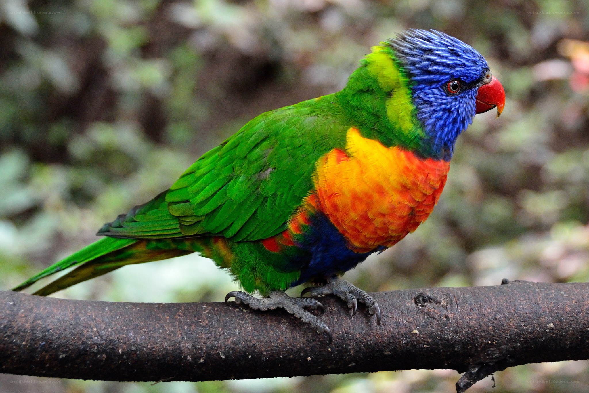 Colorful rainbow lorikeet