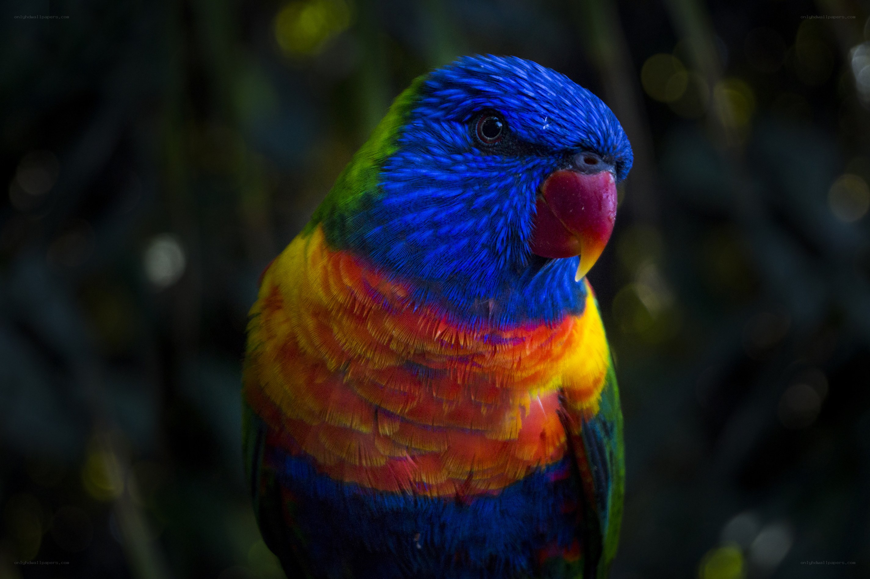 Colorful rainbow lorikeet