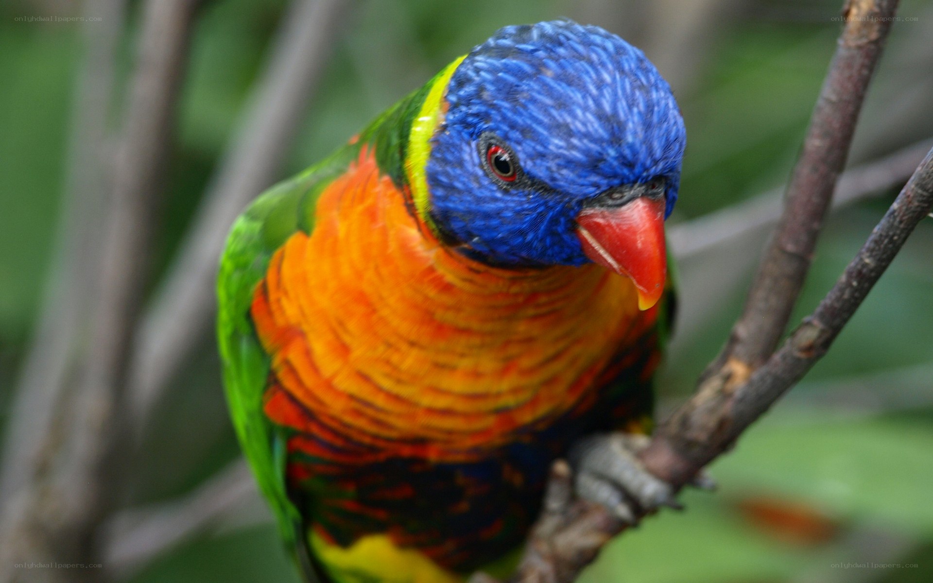 colorful rainbow lorikeet