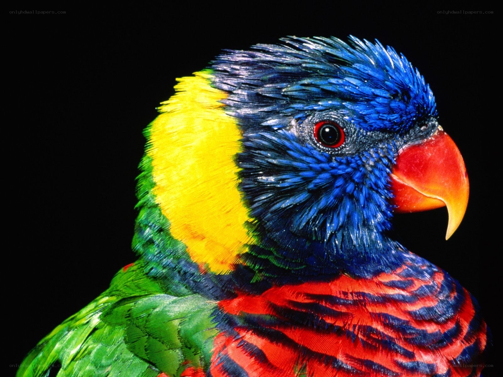 colorful rainbow lorikeet