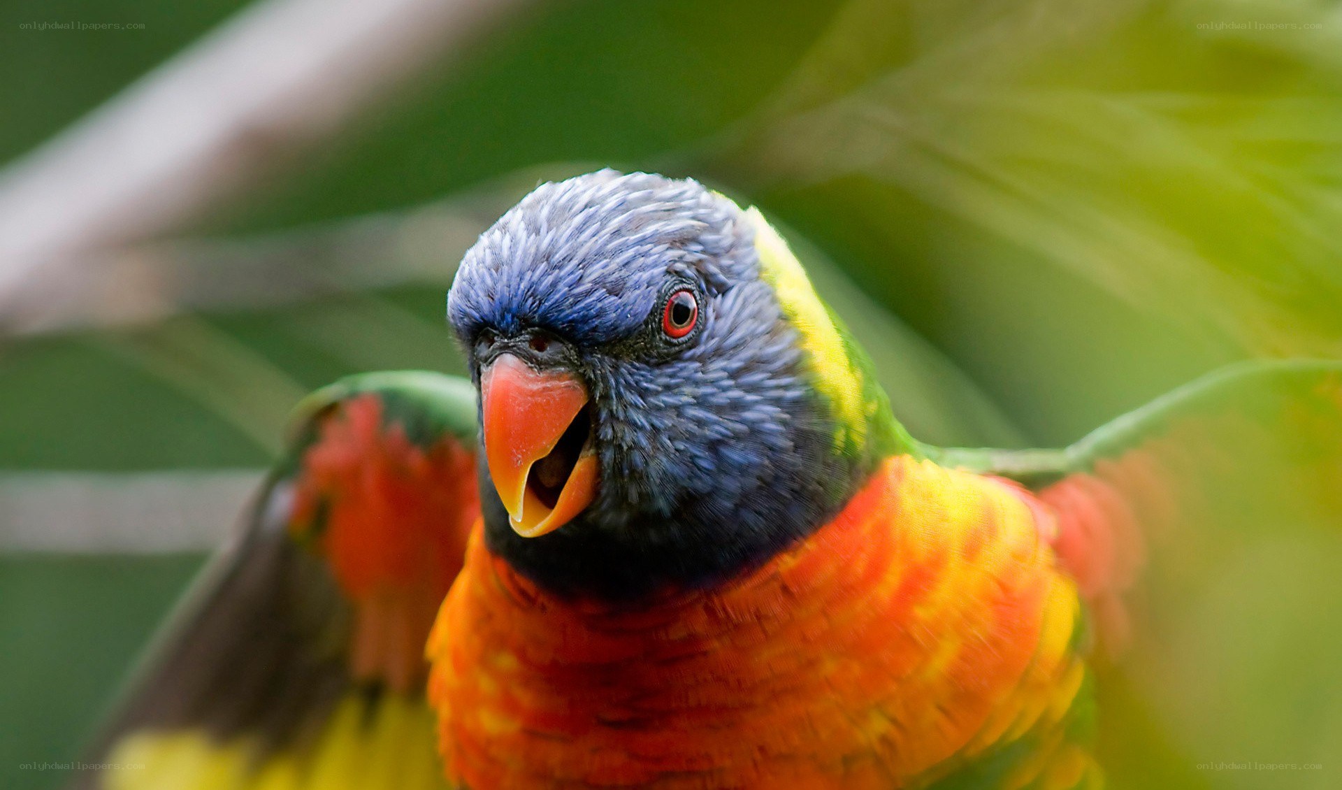 colorful rainbow lorikeet bird