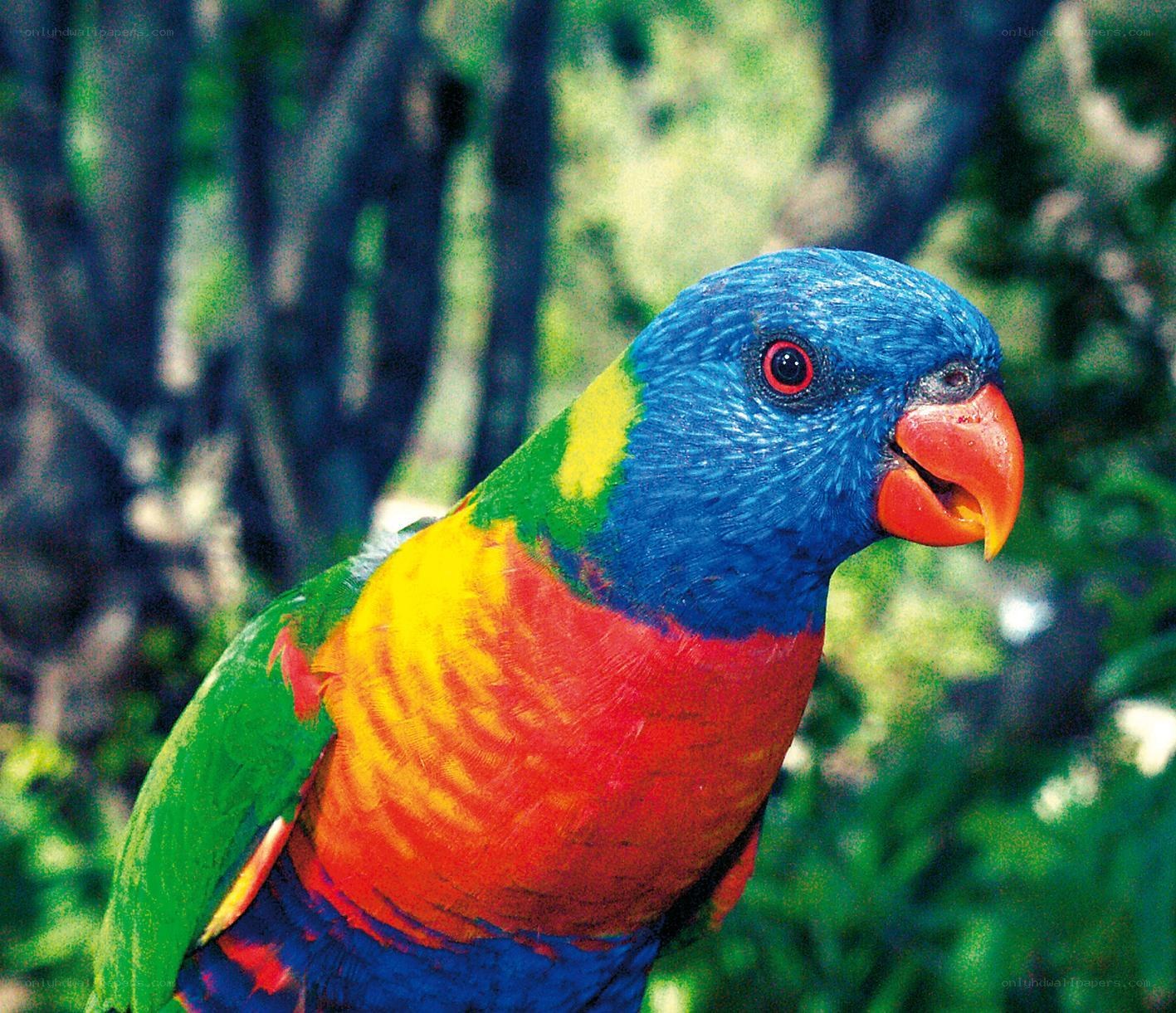 Colorful rainbow lorikeet bird