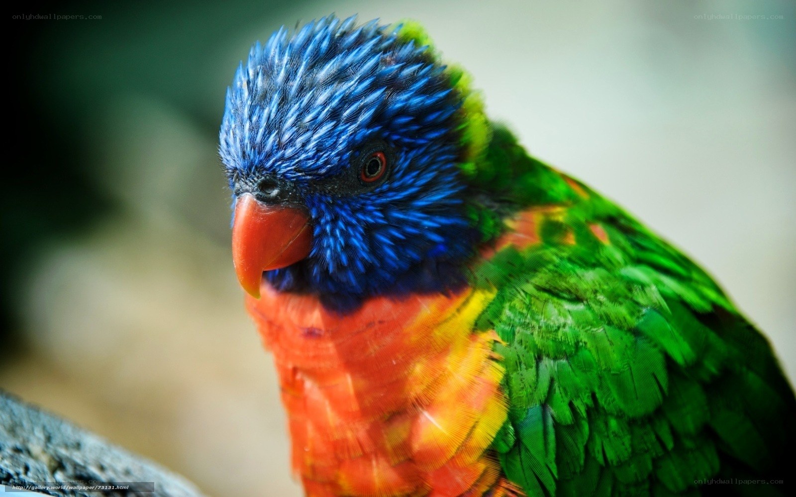 Colorful rainbow lorikeet bird