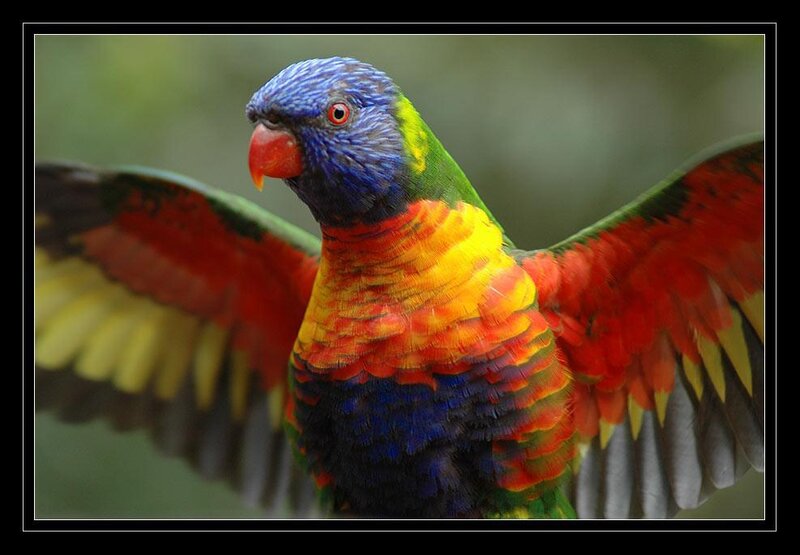 Colorful rainbow lorikeet in flight