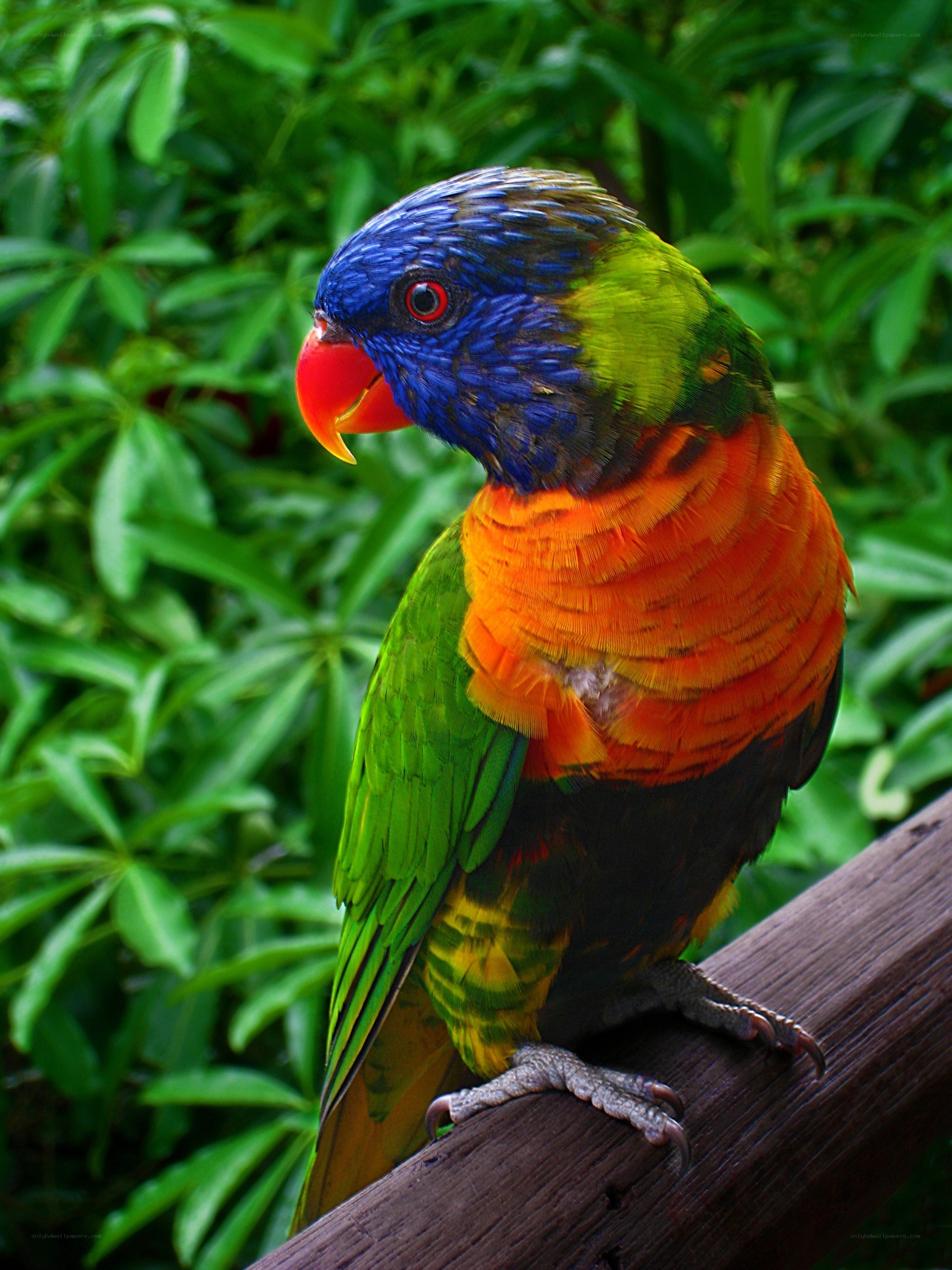 Colorful rainbow lorikeet parrot