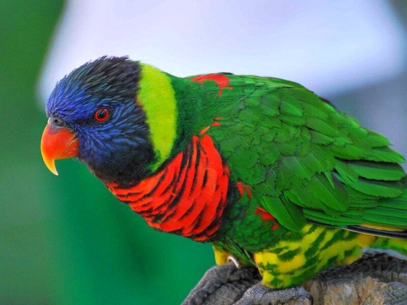 Colorful rainbow lorikeet parrot