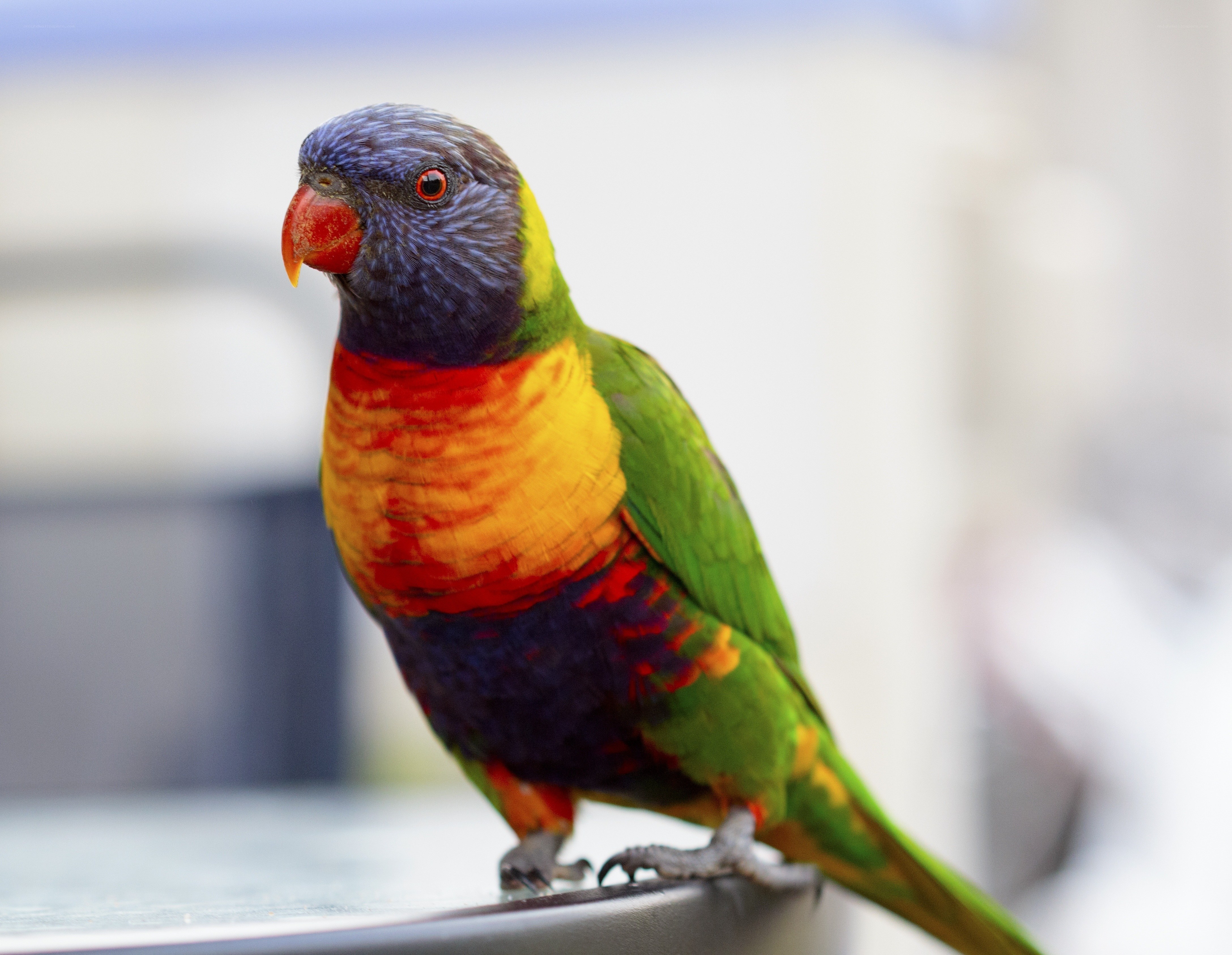Colorful rainbow lorikeet parrot