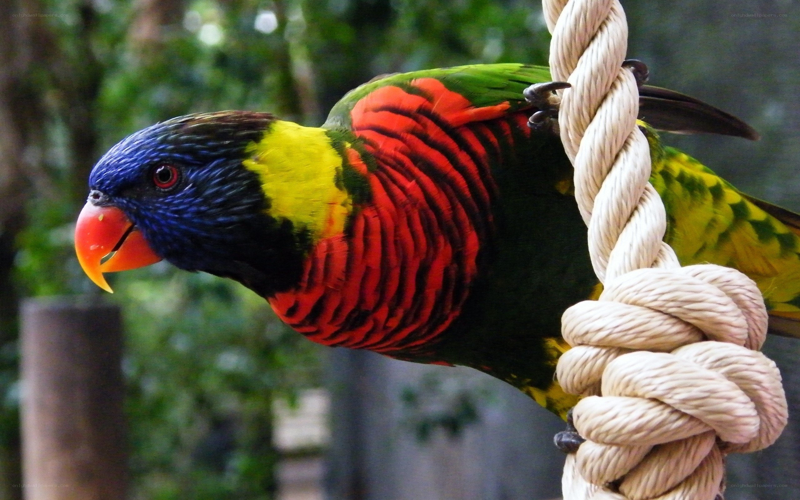 Colorful rainbow lorikeet perched