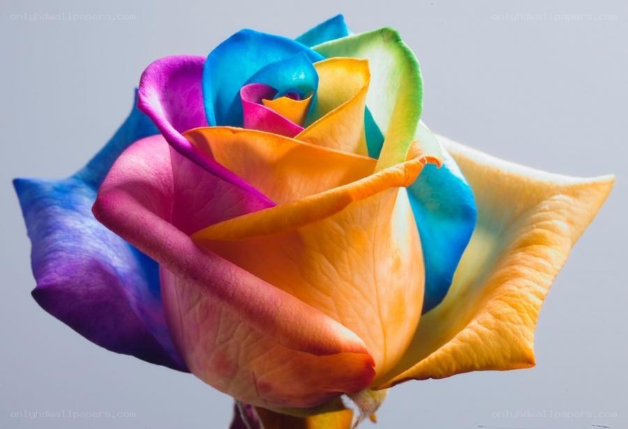 colorful rainbow rose