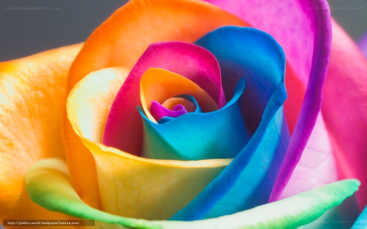 Colorful rainbow rose