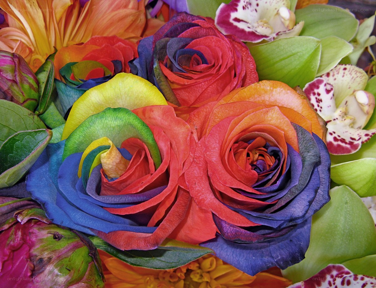 Colorful rainbow roses and orchids
