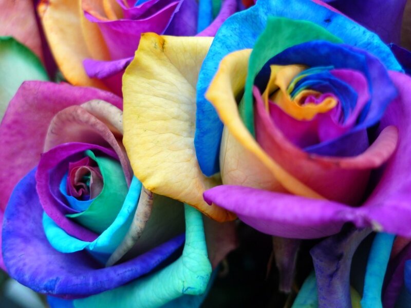 Colorful rainbow roses