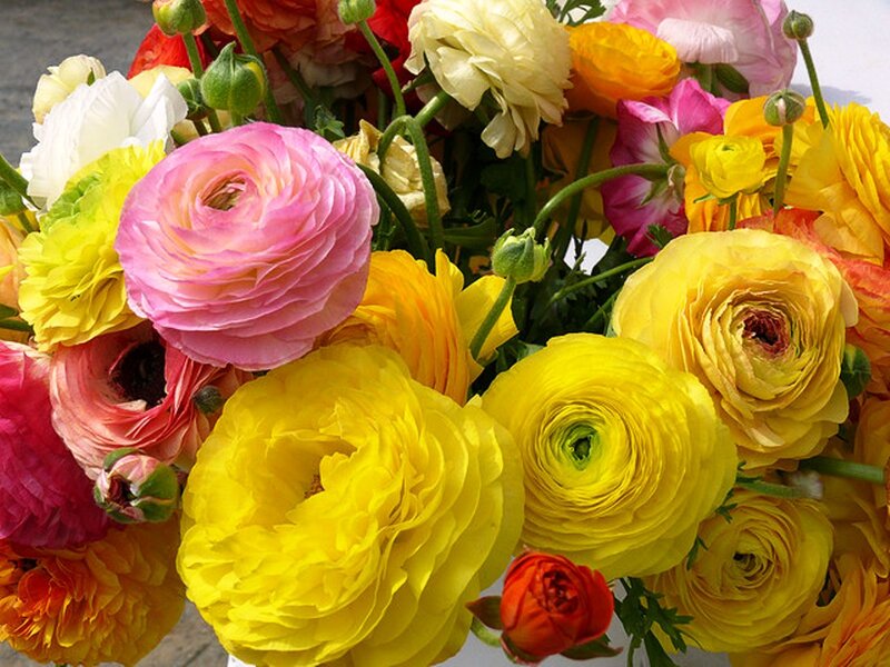 Colorful Ranunculus Bouquet — Yellow, Vibrant
