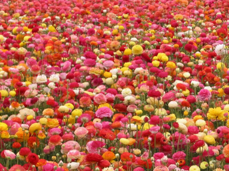 Colorful Ranunculus Field — Pink